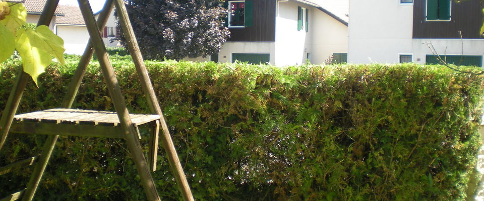 taille d'entretien d'une haie de cyprès à Maubec entre la Tour du pin et Bourgoin, nord Isère, services à la personne