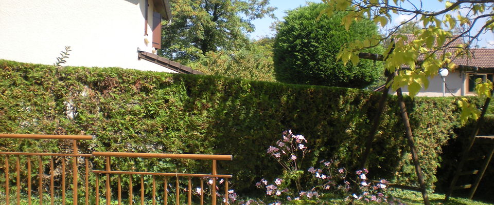 taille d'entretien d'une haie de cyprès à Maubec entre la Tour du pin et Bourgoin, nord Isère, services à la personne