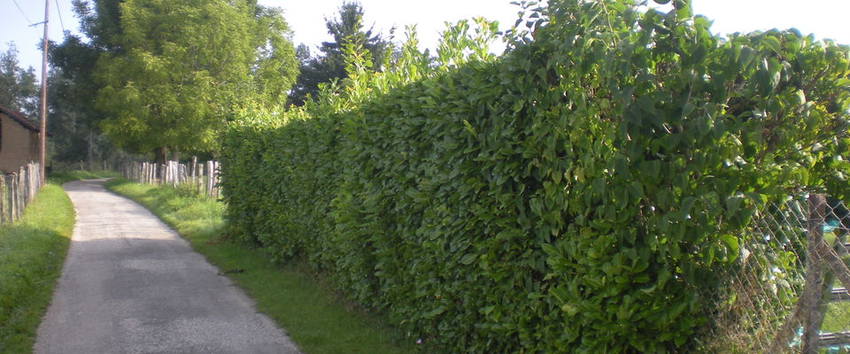 taille de haie de laurier, Bourgoin Jallieu, Frontonas, Crémieu, services à la personne nord isère 38