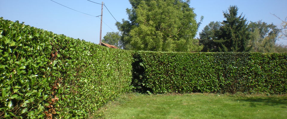 taille de haie de laurier, artas, saint jean de Bournay, crachier 38440, services à la personne nord isère