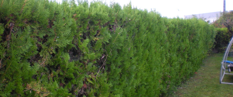 taille de haie de thuyas cyprès à Nivolas vermelle, bourgoin jallieu, ruy