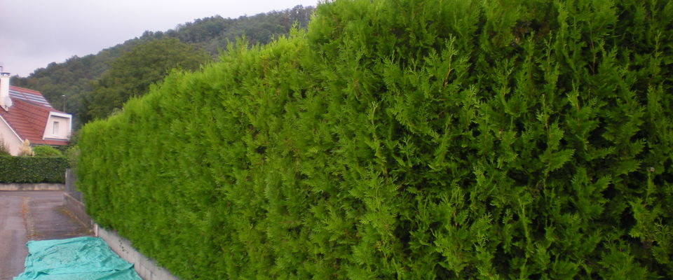 taille de haie de thuyas à Ruy à coté de Bourgoin jallieu et Nivolas Vermelle