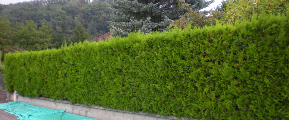 taille de haie de thuyas la tour du pin, l'isle d'abeau, bourgoin 38, cyprès