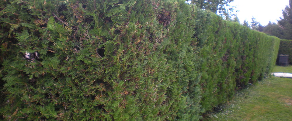 taille de haie de thuyas cyprès à Nivolas vermelle, bourgoin jallieu, ruy