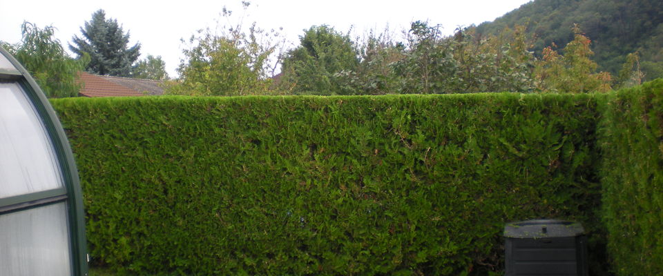 taille de haie de thuyas cyprès à Nivolas vermelle, bourgoin jallieu, ruy