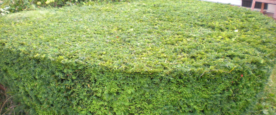 taille de massif d'arbuste Bourgoin, Nivolas vermelle, Ruy 38300, services à la personne