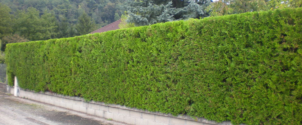 taille de haie de thuyas la tour du pin, l'isle d'abeau, bourgoin 38, cyprès