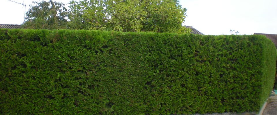taille de haie de thuyas à Ruy à coté de Bourgoin jallieu et Nivolas Vermelle