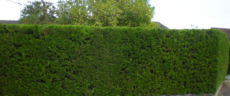 taille de haie de thuyas à Ruy à coté de Bourgoin jallieu et Nivolas Vermelle