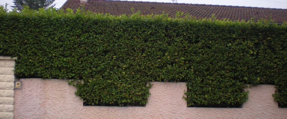 taille de haie de laurier à villefontaine, la verpillère, bourgoin jallieu entretien de jardin nord isère 38