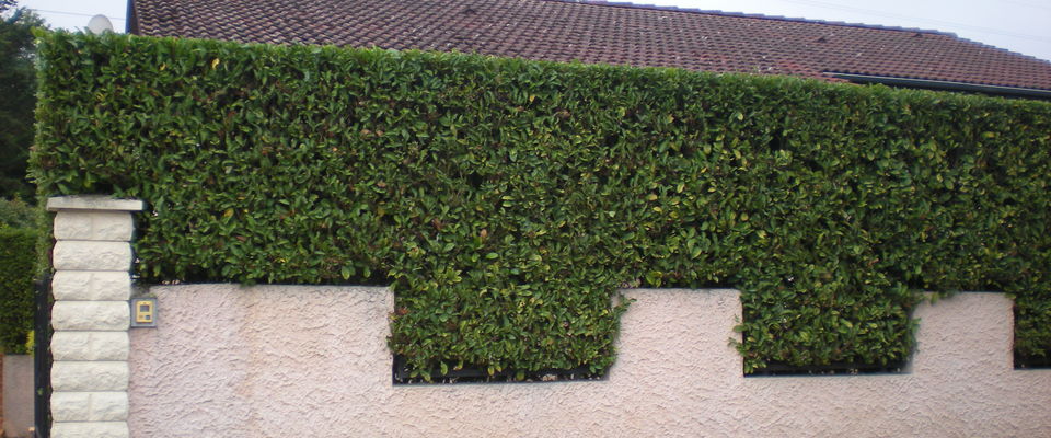 taille de haie de laurier à villefontaine, la verpillère, bourgoin jallieu entretien de jardin nord isère 38