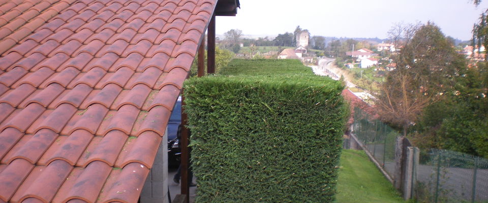 entretien de haie de thuyas, taille d'une haie de thuyas à Bourgoin Jallieu, services à la personne, Dom'easy, Lyon.