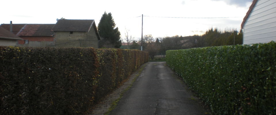 entretien d'une haie de Charmilles, lauriers à Bourgoin à coté de Lyon dans l'isère.