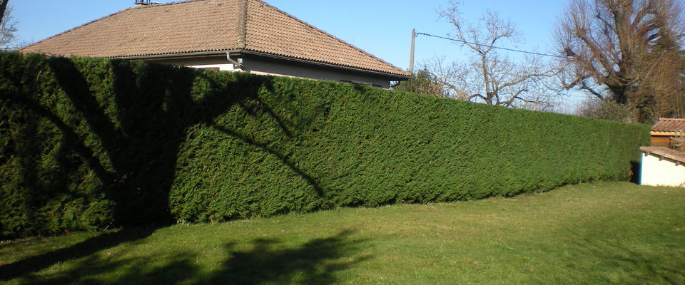 taille de haie et entretien de pelouse avec ramassage d'herbe à Charantonnay à coté de Bourgoin