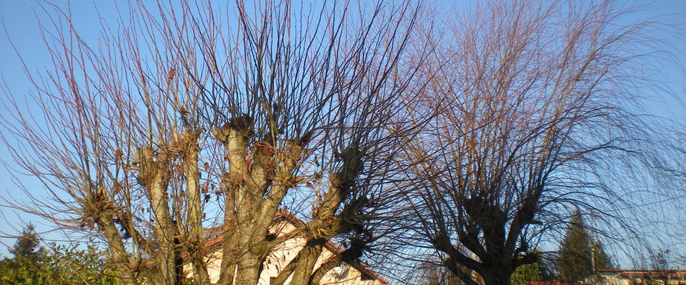 taille d'arbres fruitiers Bourgoin Jallieu par Dom'easy services à la personnes Nord Isère