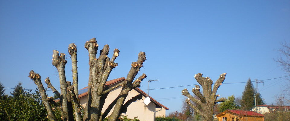 taille d'arbres fruitiers Bourgoin Jallieu par Dom'easy services à la personnes Nord Isère