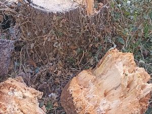 Elagage arbre, coupe à ras d'un arbre mort par Dom'easy à Bourgoin Jallieu