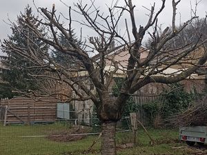 Elagage arbre fruitier, taille d'entretien cerisier. Dom'easy Bourgoin Jallieu entretien arbre fruitier