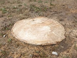 abattage arbre, couper arbre à ras avec évacuation