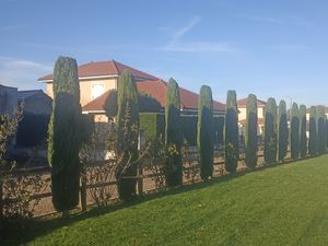 Taille d'entretien cyprès de Provence à Bourgoin Jallieu services à la personne