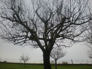 couper un arbre à Saint Chef