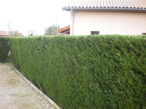 tailler une haie de thuyas à nivolas vermelle