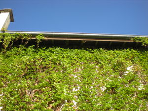 taille de haie, enlever du lierre sur un mur, taille de forsythia Domarin, Bourgoin