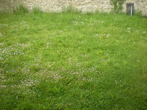 tonte pelouse avec ramassage du gazon Artas, Saint Jean de Bournay