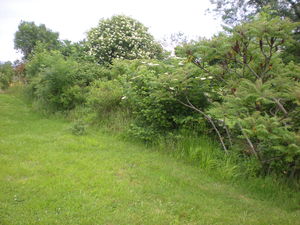 services à la personne entretien de jardin Crémieu, Bourgoin jallieu, Villefontaine Nord Isère