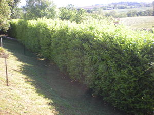 taille de haie de lauriers et thuyas, Heyrieu, Villefontaine, Grenay