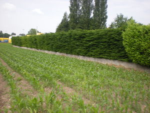 taille de haie de thuyas à Saint Savin, Bourgoin Jallieu, Montcarra