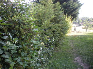 taille de haies piracanthas à heyrieux, villefontaine, l'Isles d'Abeau services à la personne