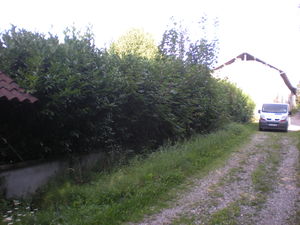 services à la personne Saint Jean de Bournay isère 38440, taille de haie, élagage de lauriers