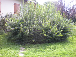 services à la personne Isère Bourgoin jallieu 38300, taille de haie, élagage forsythia