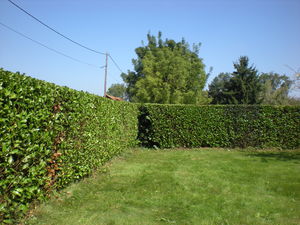 taille de haie de laurier, artas, saint jean de Bournay, crachier 38440, services à la personne nord isère