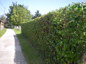 taille de haie de laurier, Bourgoin Jallieu, Frontonas, Crémieu, services à la personne nord isère 38