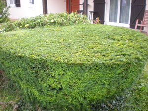 taille de massif d'arbuste Bourgoin, Nivolas vermelle, Ruy 38300, services à la personne