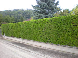 taille de haie de thuyas la tour du pin, l'isle d'abeau, bourgoin 38, cyprès