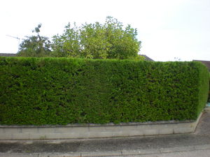 taille de haie de thuyas à Ruy à coté de Bourgoin jallieu et Nivolas Vermelle