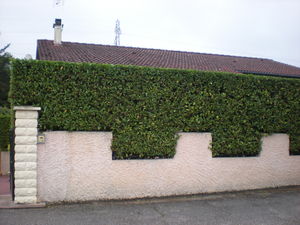 taille de haie de laurier à villefontaine, la verpillère, bourgoin jallieu entretien de jardin nord isère 38