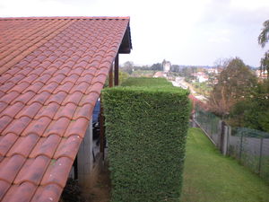 entretien de haie de thuyas, taille d'une haie de thuyas à Bourgoin Jallieu, services à la personne, Dom'easy, Lyon.