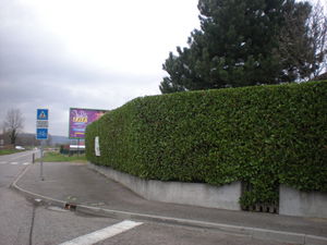 entretien de haie de lauriers à Bourgoin à Bourgoin par Dom'easy services à la personne près de Lyon