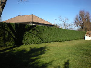 taille de haie et entretien de pelouse avec ramassage d'herbe à Charantonnay à coté de Bourgoin