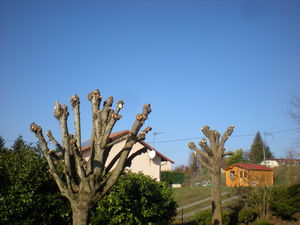 taille d'arbres fruitiers Bourgoin Jallieu par Dom'easy services à la personnes Nord Isère