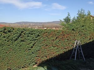 Elagage haie de cyprès Bourgoin Saint Savin Maubec 38300